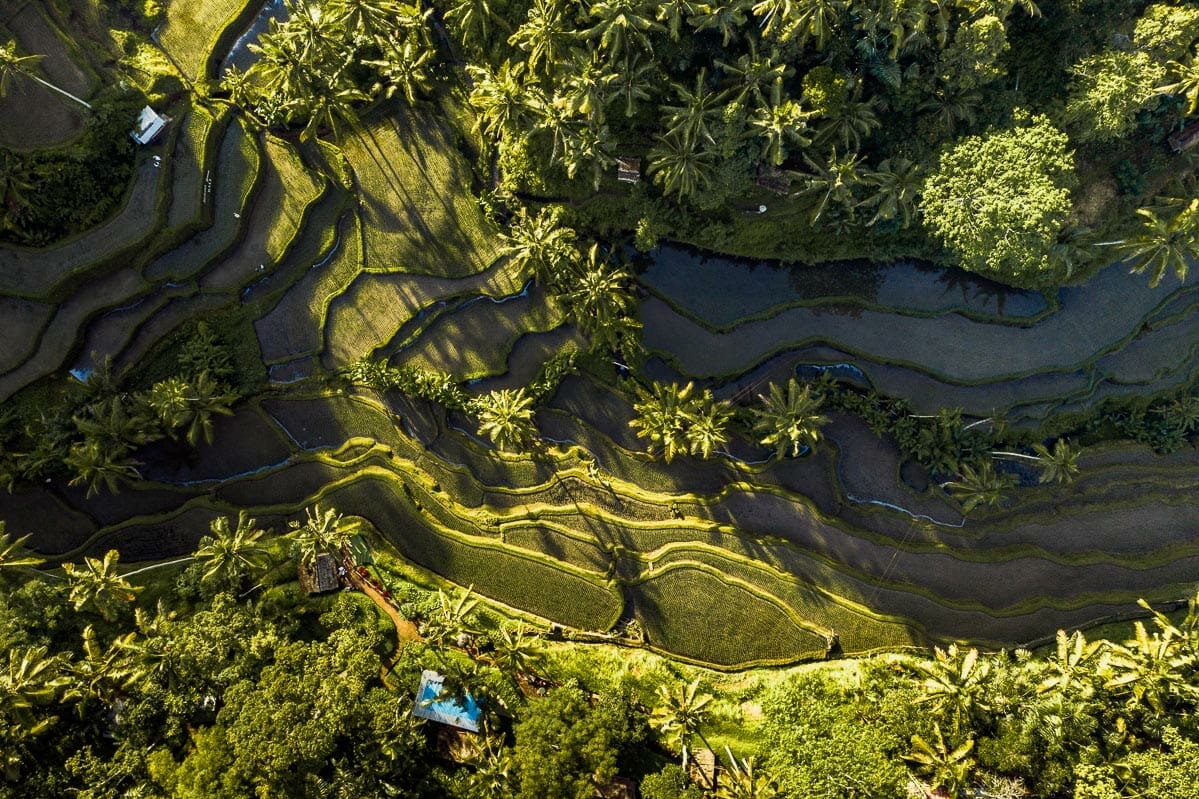 Drone shot of the Tegallalang Rice Terraces near Ubud, Bali