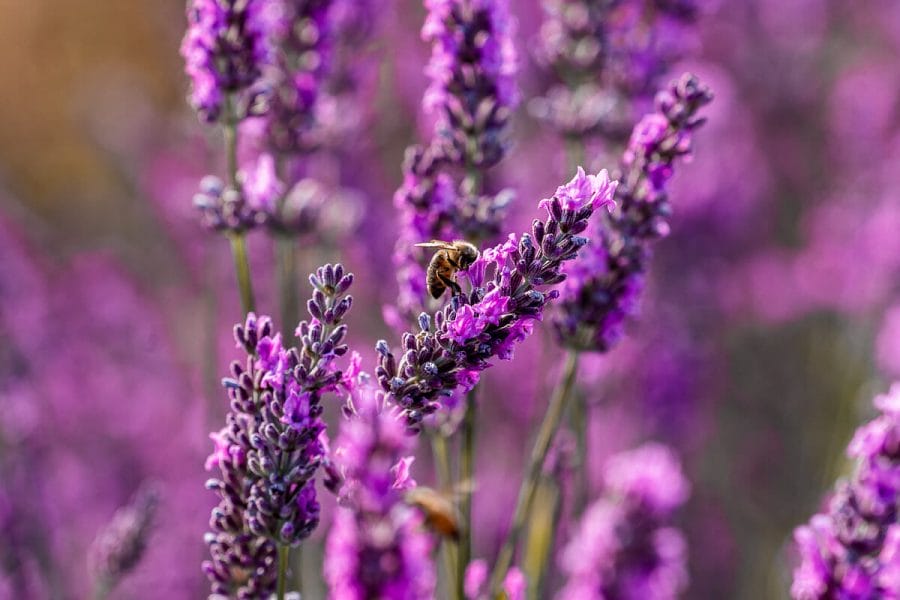 Bee in the lavender fields in Provence, France