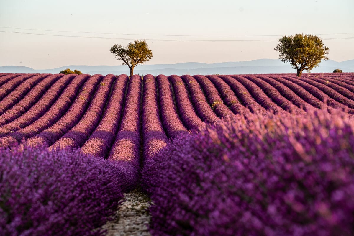 Lavender fields in Provence with the heart shaped tree
