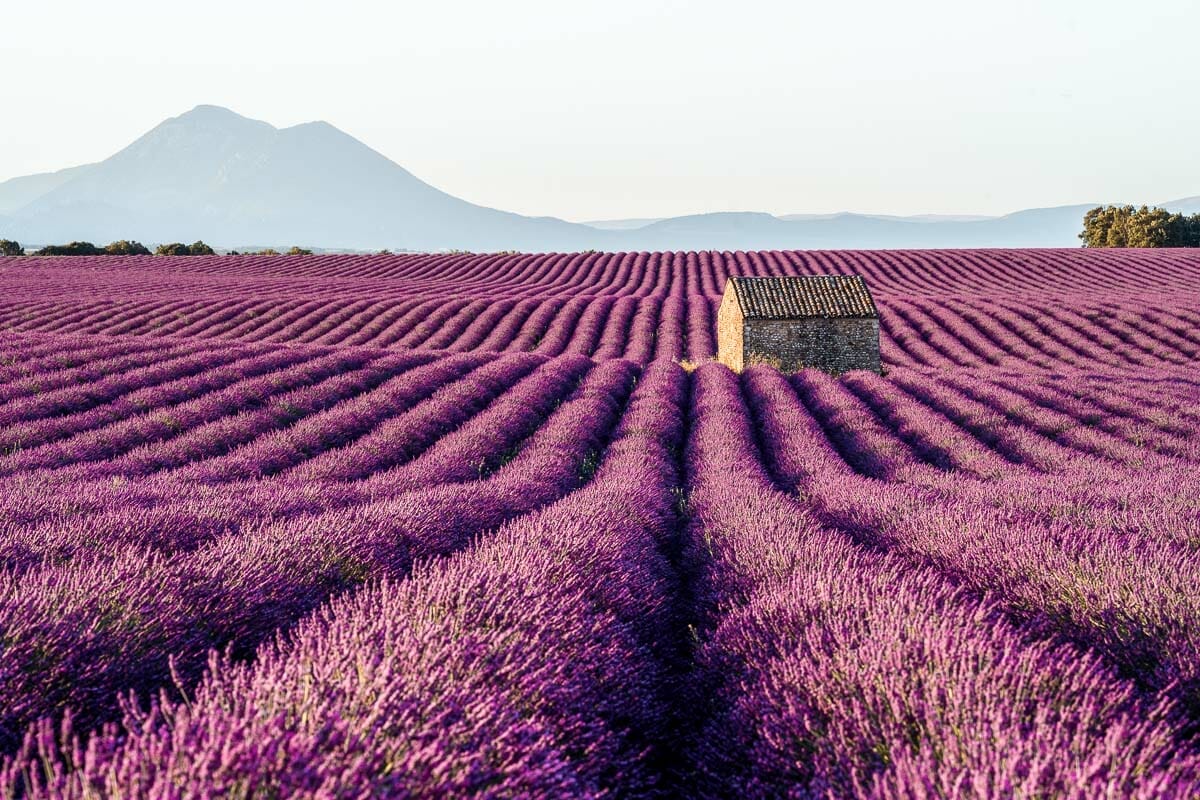 Lavender fields in Provence, France