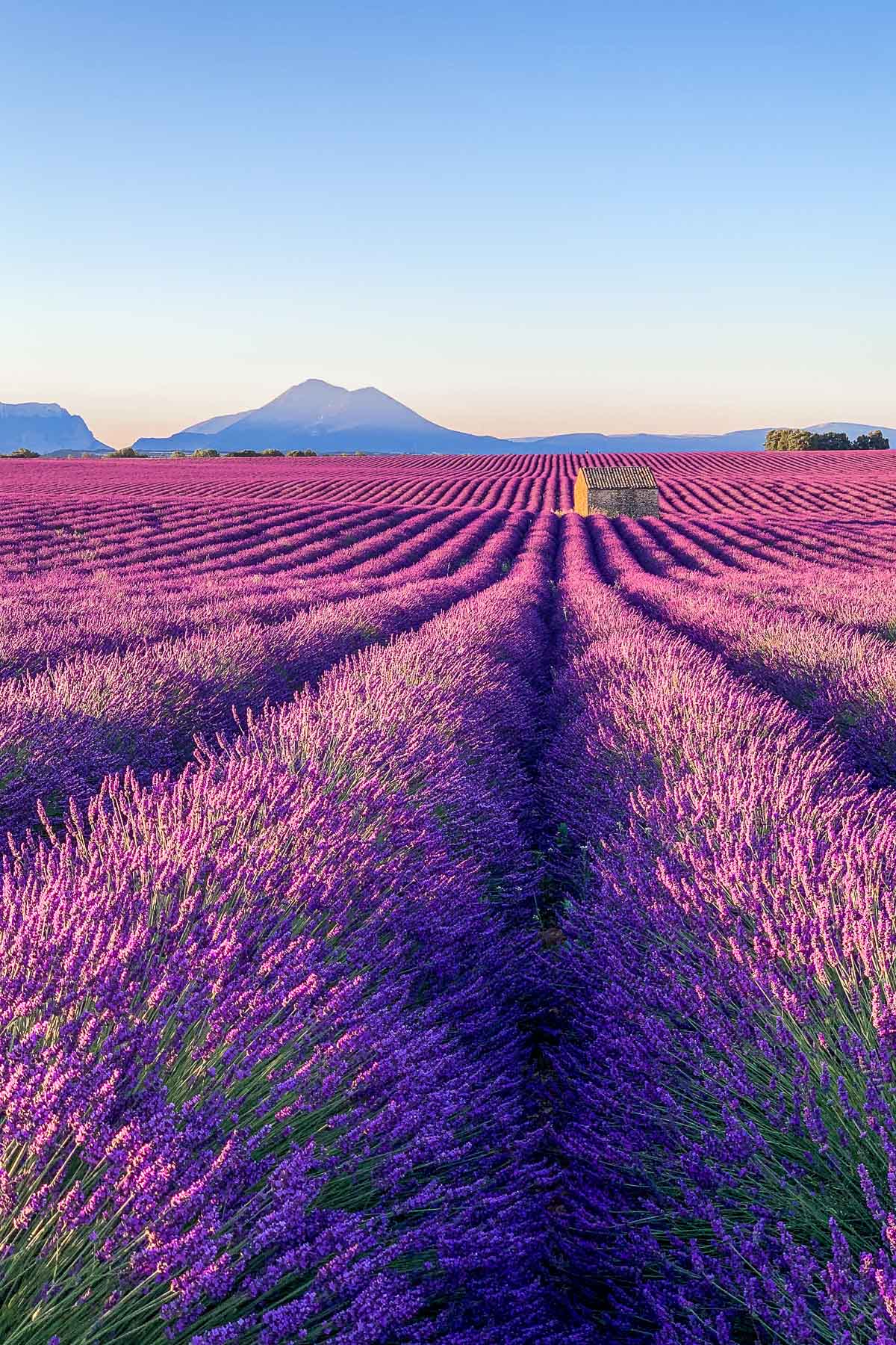 Sunrise at the lavender fields in Provence, France