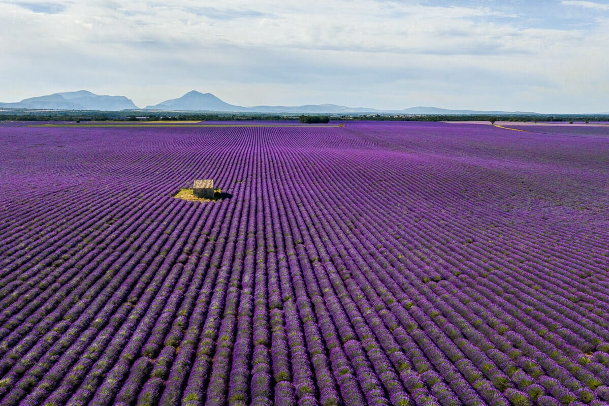 Aerial view of the lavender fields in Provence, France