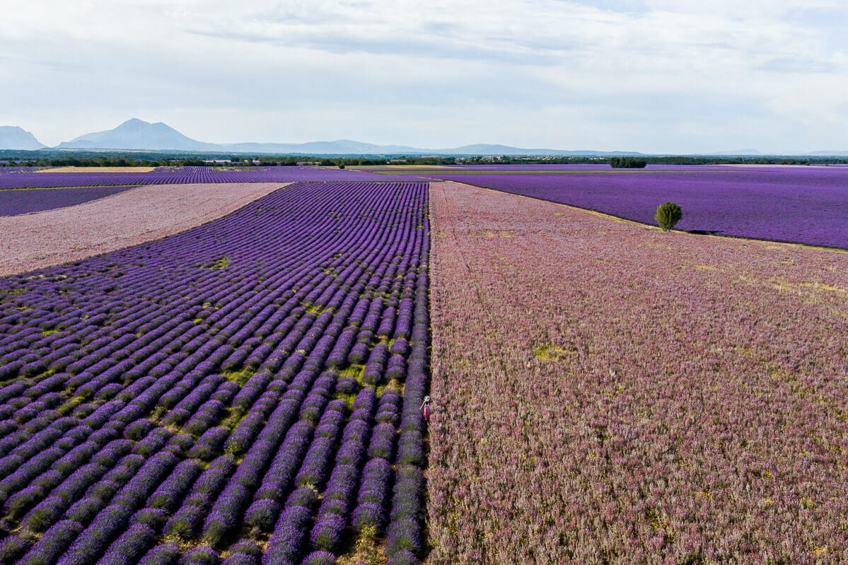 Aerial view of the lavender fields and sage fields in Provence, France