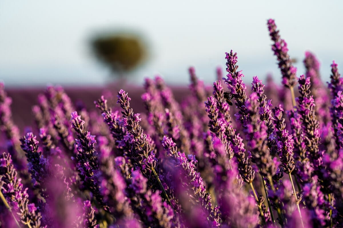 Lavenders in Provence, France