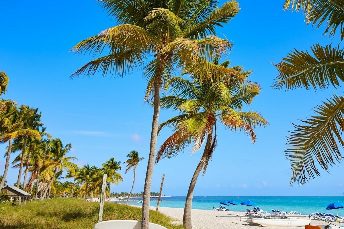 Palm trees at Key West, USA