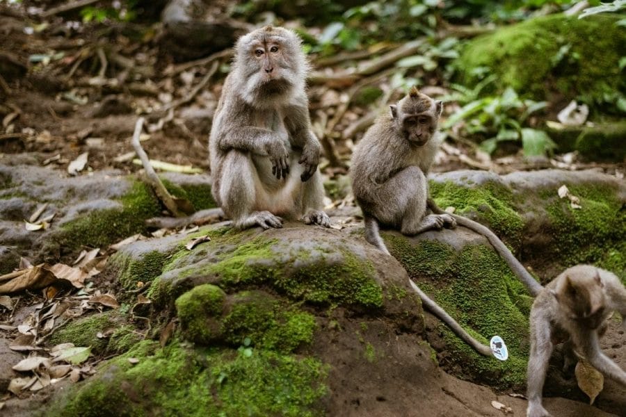 Monkeys at the Sacred Monkey Forest Sanctuary in Ubud, Bali