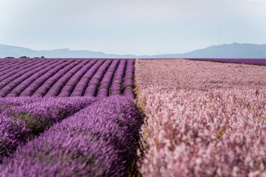 Sage field and lavender field in Provence, France