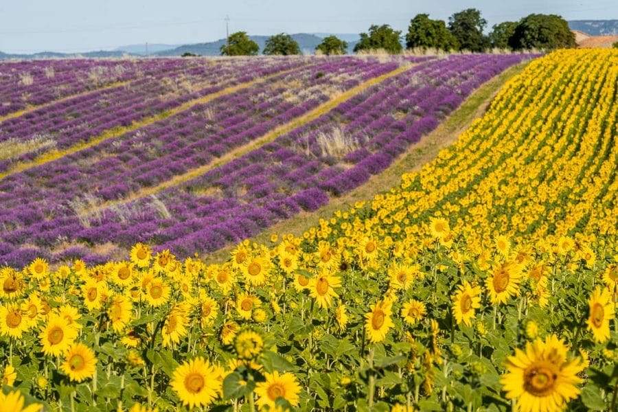 Sunflower and lavender fields in Provence