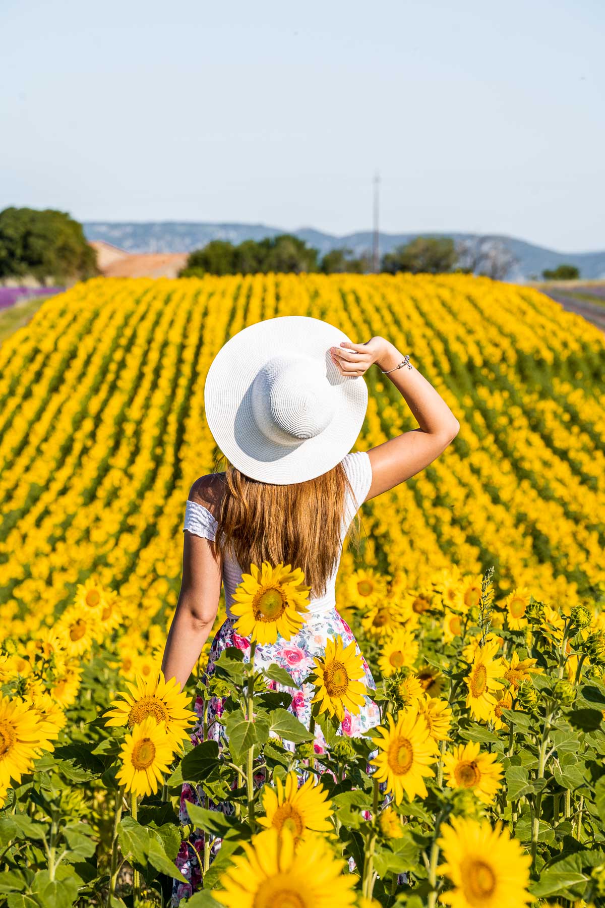 Girl in a white hat standing in the middle of the sunflower field in Provence, France