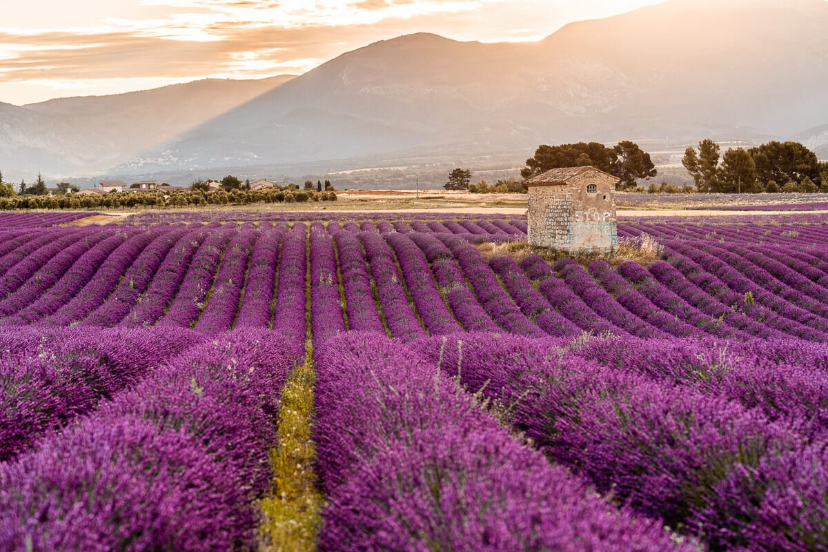 Sunrise at the lavender fields in Provence, France