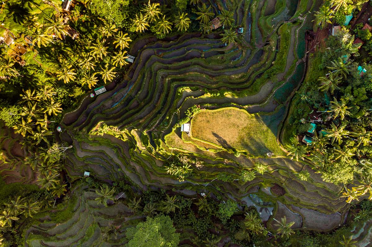 Aerial view of the Tegallalang Rice Terraces in Bali
