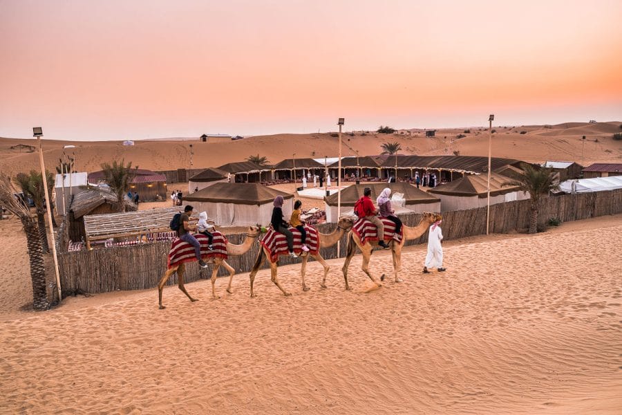 Camel riding in the Dubai Desert at sunset