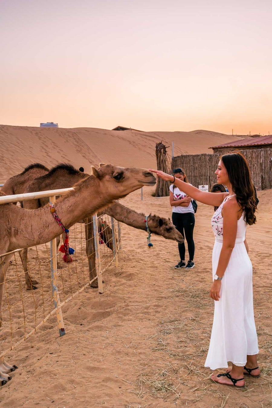 Girl in a white dress playing with camels at sunset in the Dubai desert