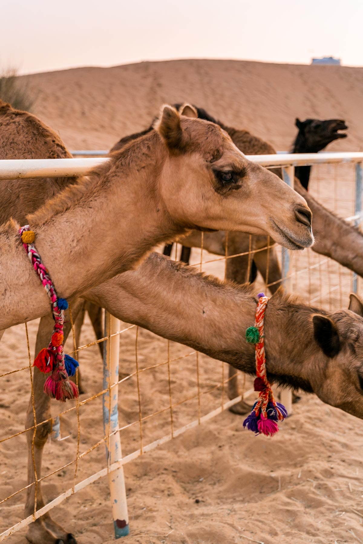 Camels in the Dubai Desert