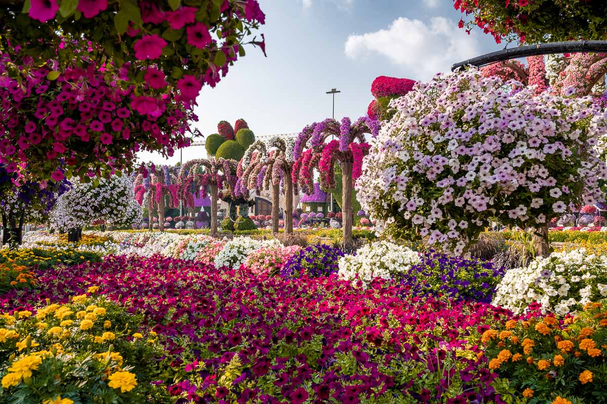 Flowers in the Dubai Miracle Garden