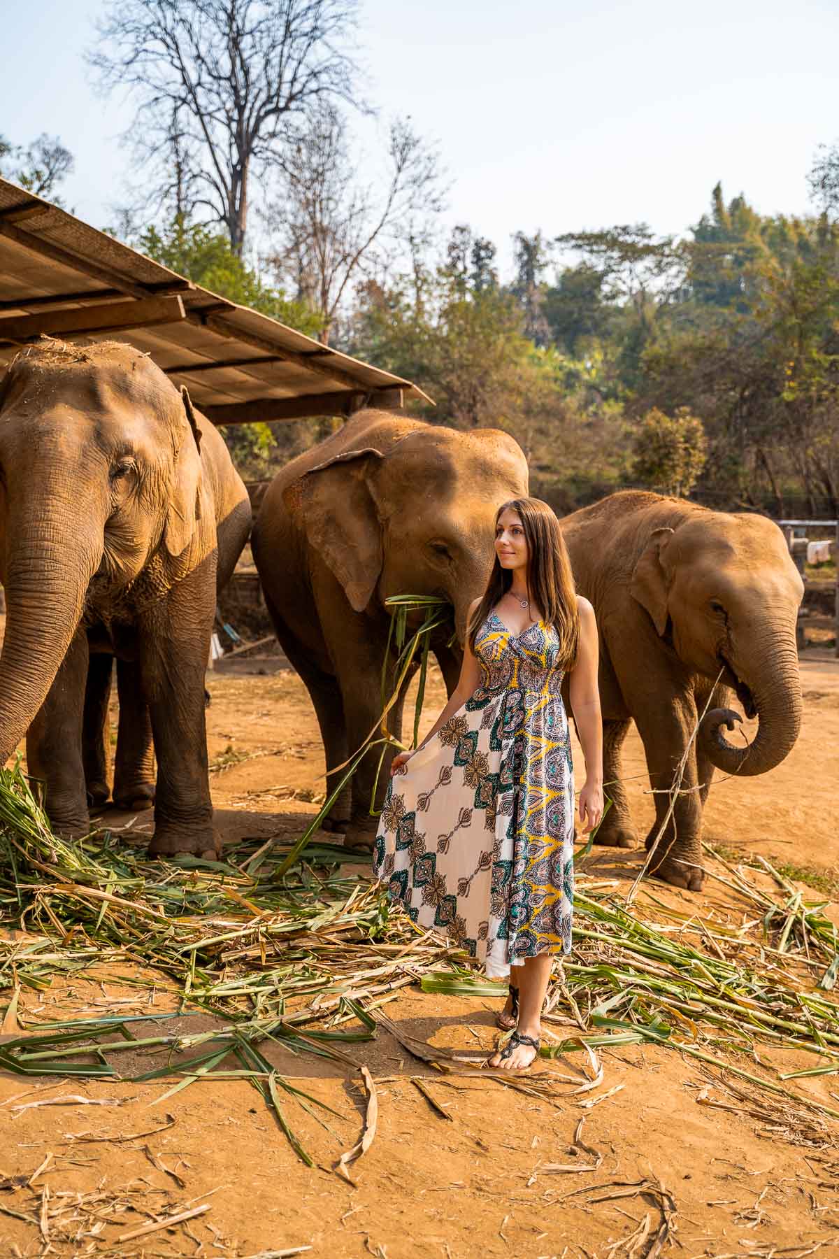 Girl standing in front of three elephants at Elephant Jungle Sanctuary Chiang Mai