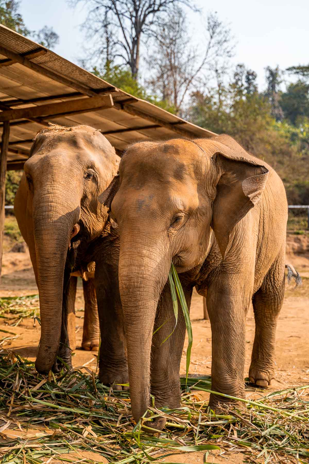 Two elephants feeding on grass at Elephant Jungle Sanctuary Chiang Mai