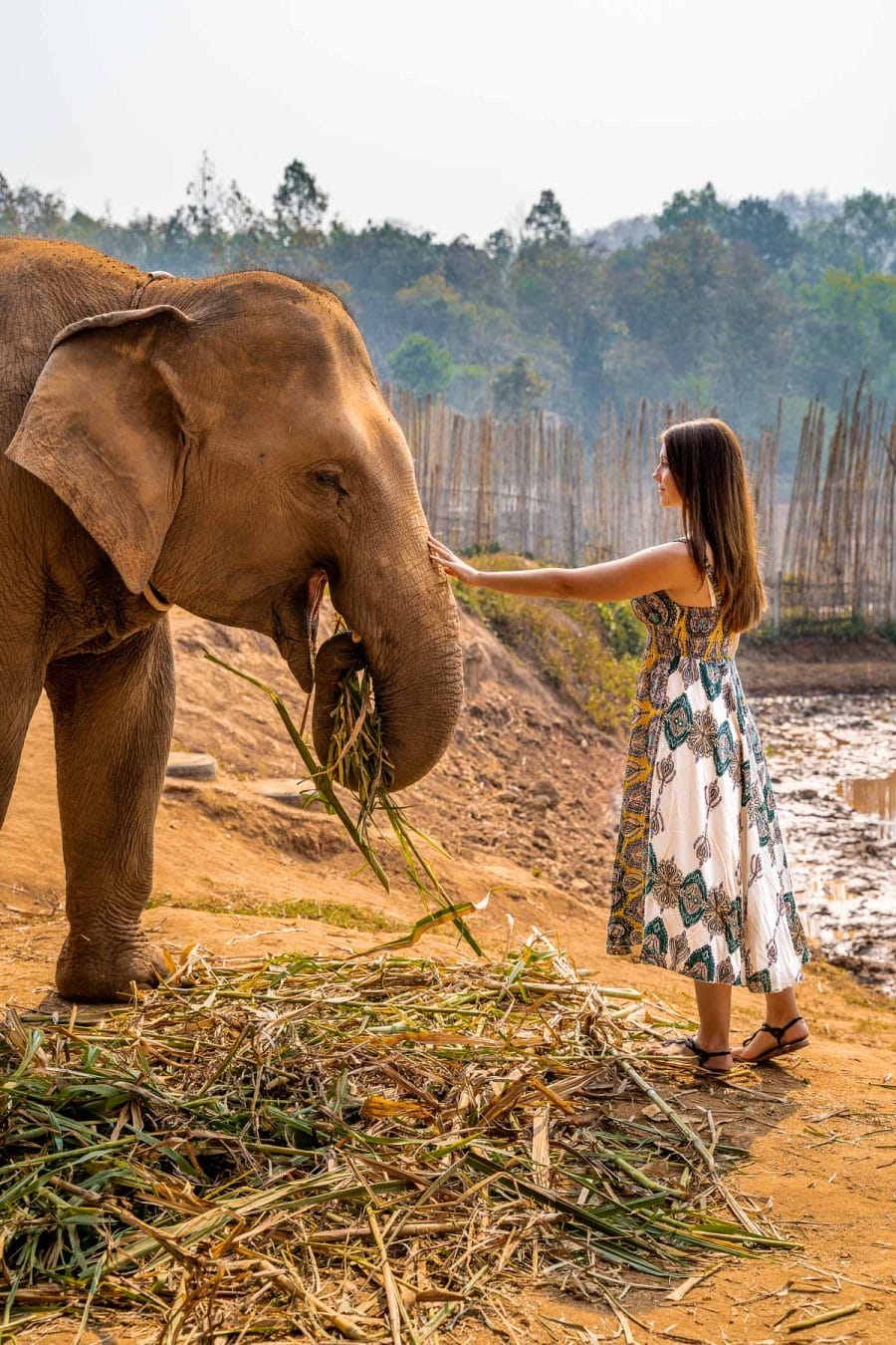 Girl feeding an elephant at Elephant Jungle Sanctuary Chiang Mai