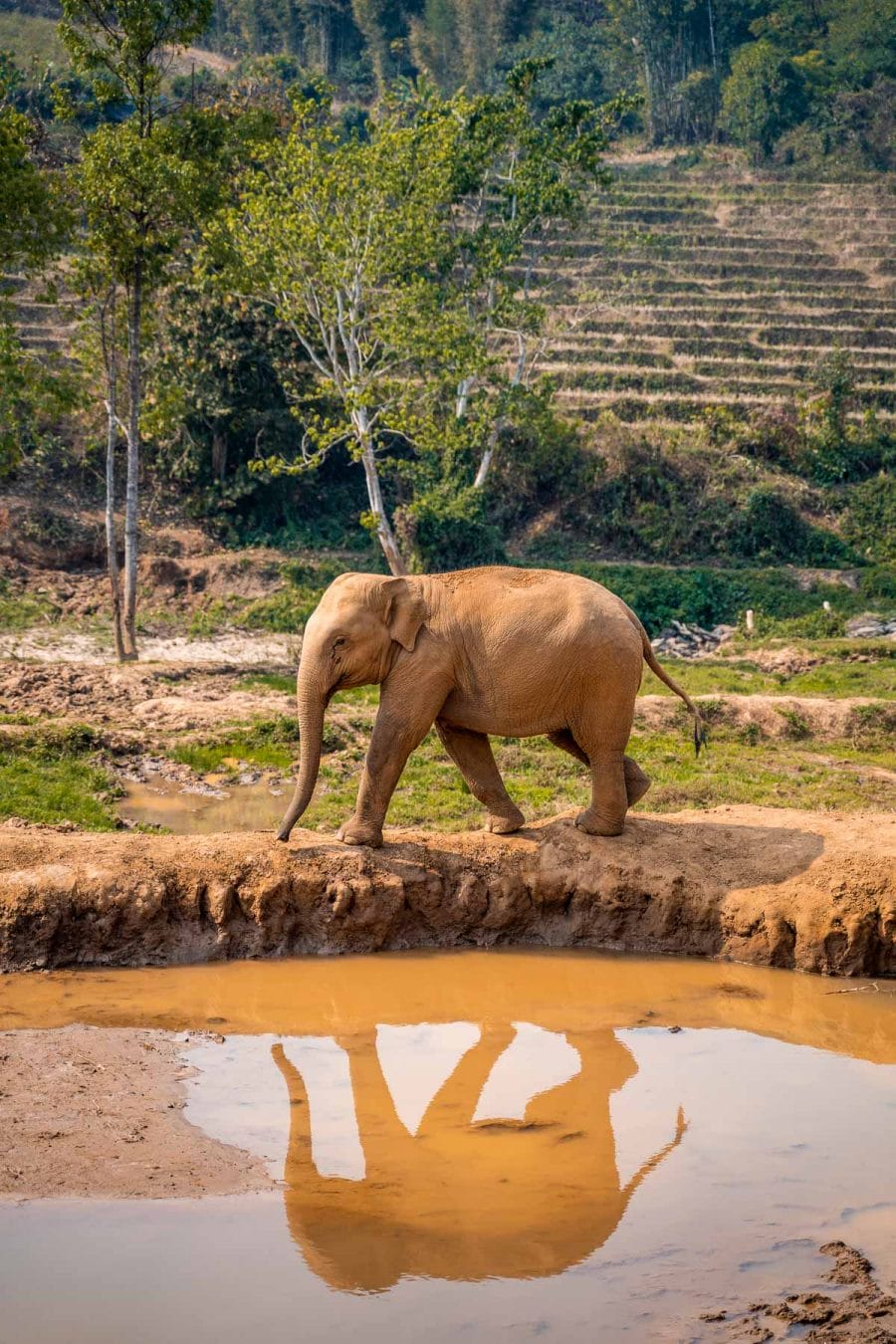 Baby elephant walking on the edge of a lake at Elephant Jungle Sanctuary Chiang Mai
