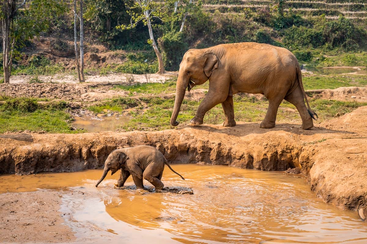 Adult elephant walking with baby elephant in the water at Elephant Jungle Sanctuary Chiang Mai