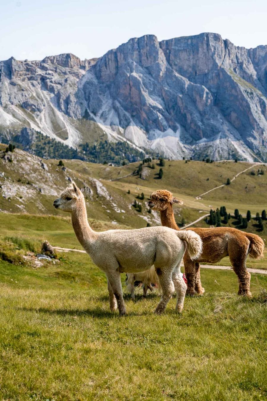 Llamas at Seceda in the Dolomites