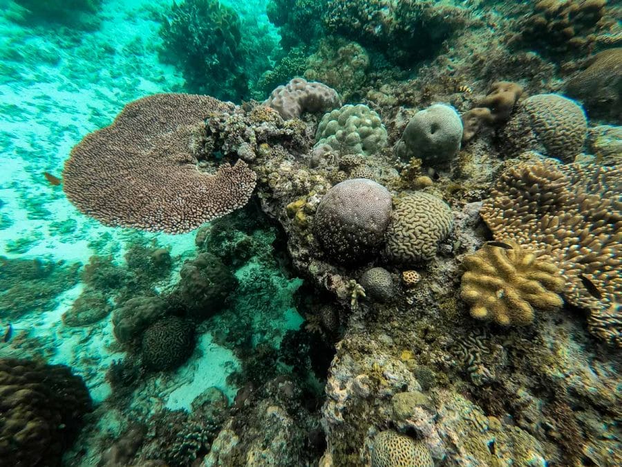 Underwater life in the Philippines