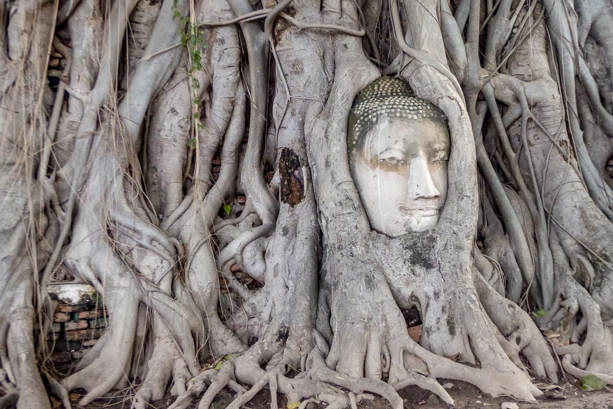 Sandstone Buddha in Tree Roots in Ayutthaya Thailand