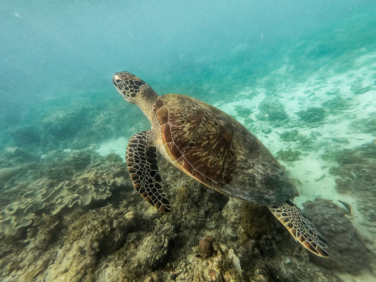 Sea turtle in the Philippines