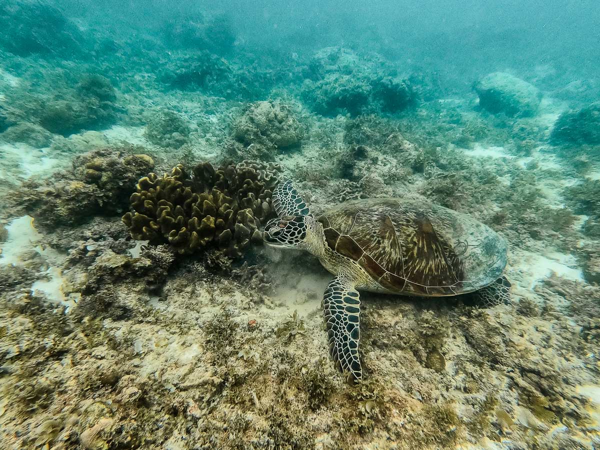 Sea turtle in the Philippines