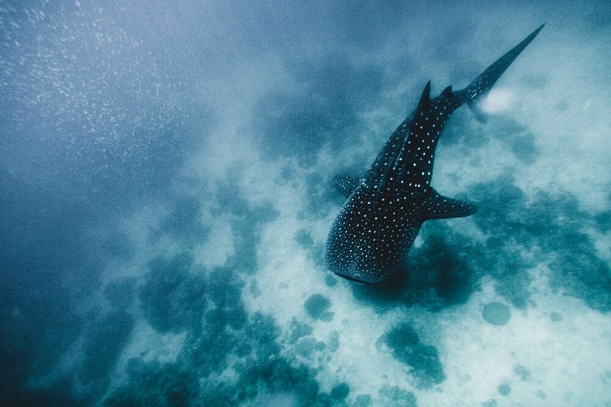Whale shark on Leyte, Philippines