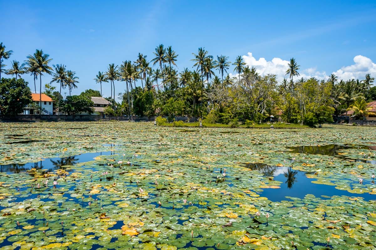 Lotus Lagoon in Cadidasa, Bali