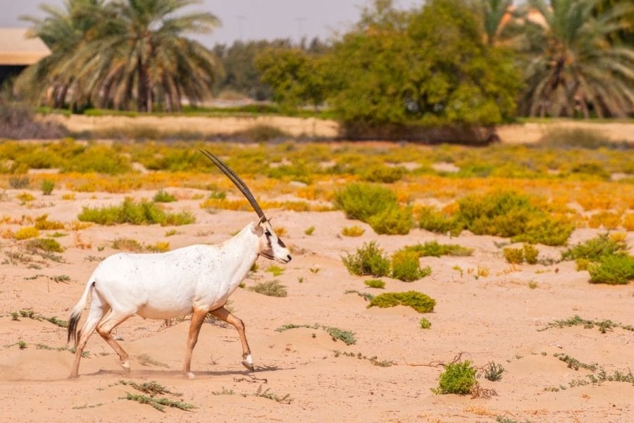 Arabian oryxes in Dubai Desert Conservation Reserve