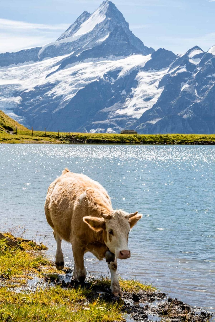 Cow in front of Bachalpsee, Switzerland