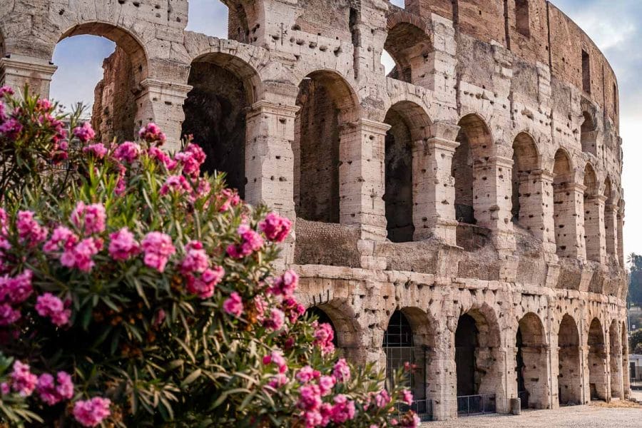 Colosseum with pink flowers in the foreground in Rome, Italy