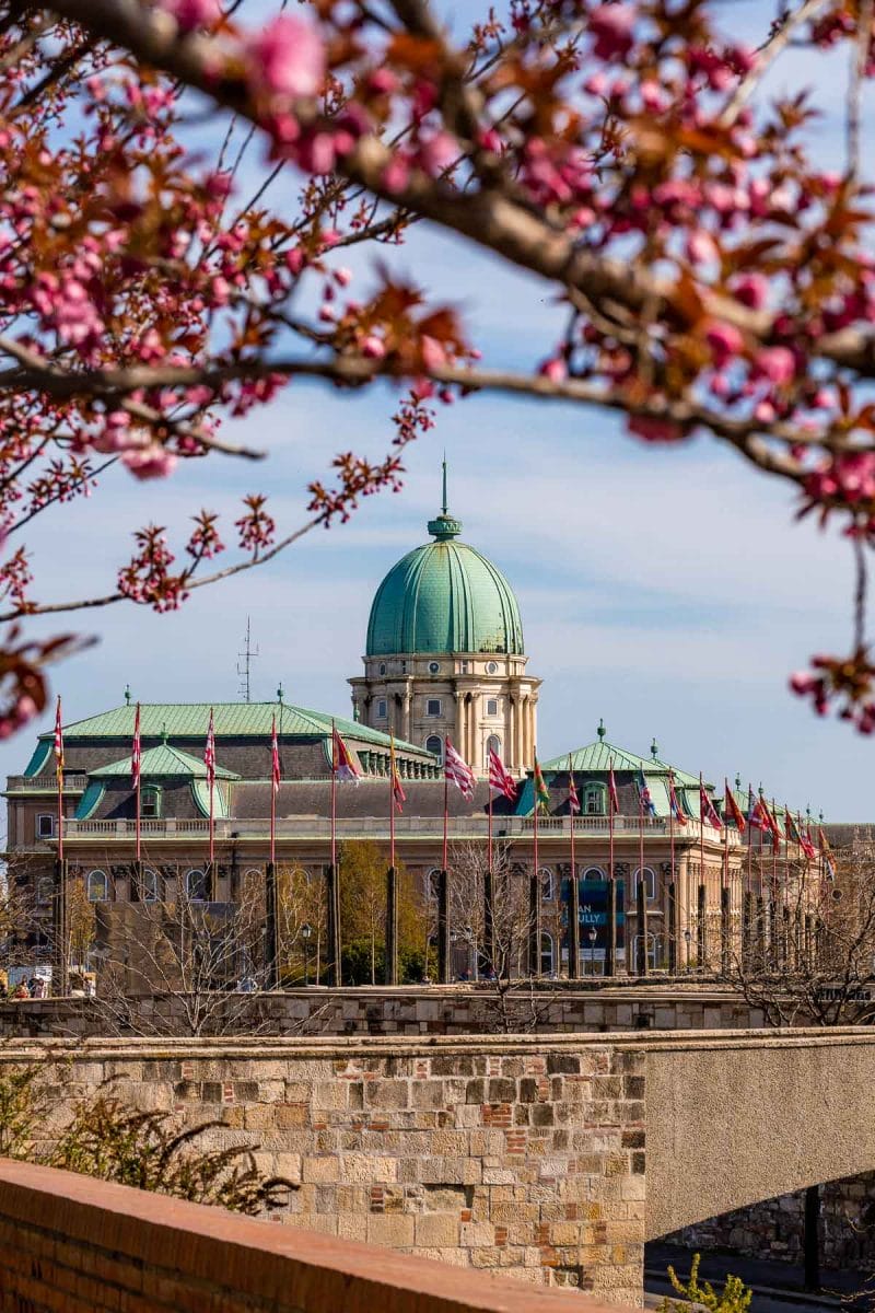 Buda Castle with cherry blossoms