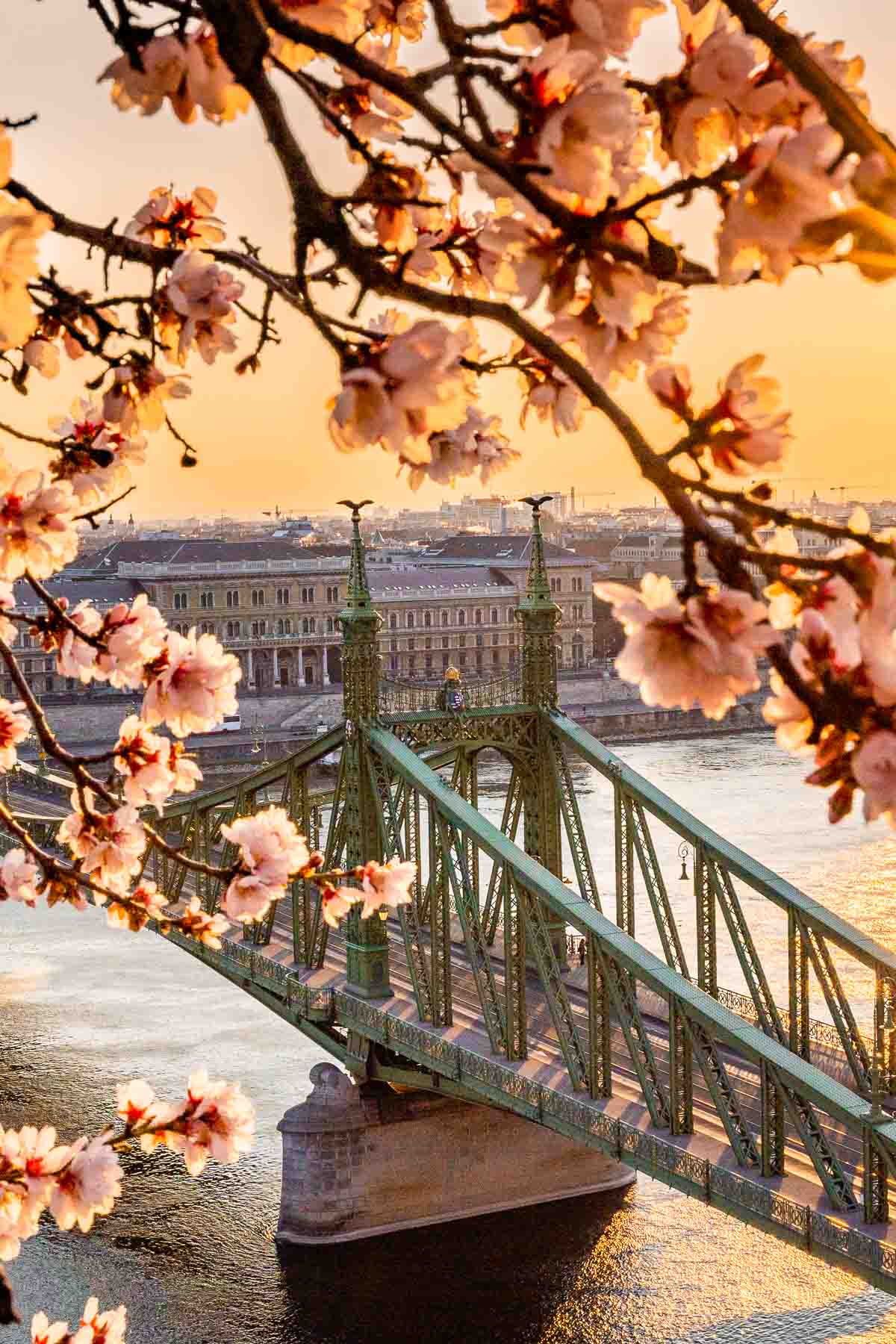 Liberty Bridge with almond blossoms