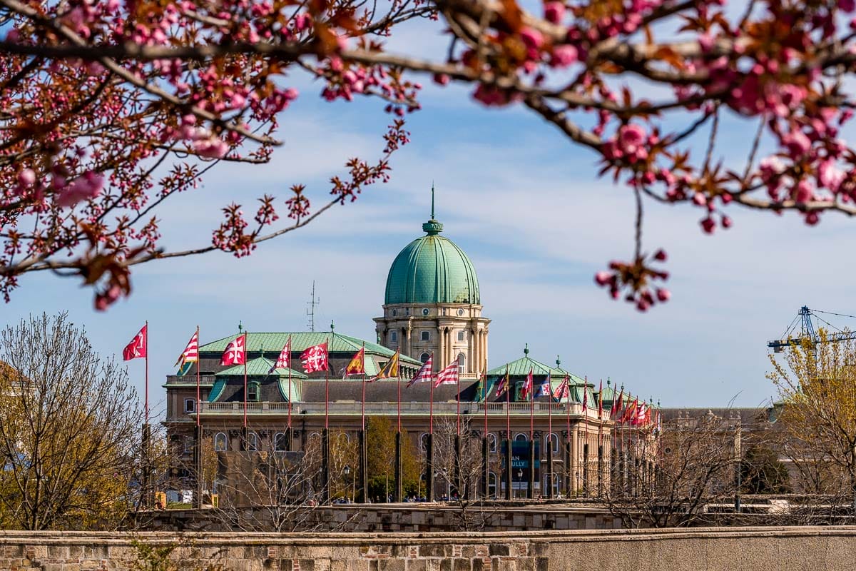Buda Castle with cherry blossoms in the foreground