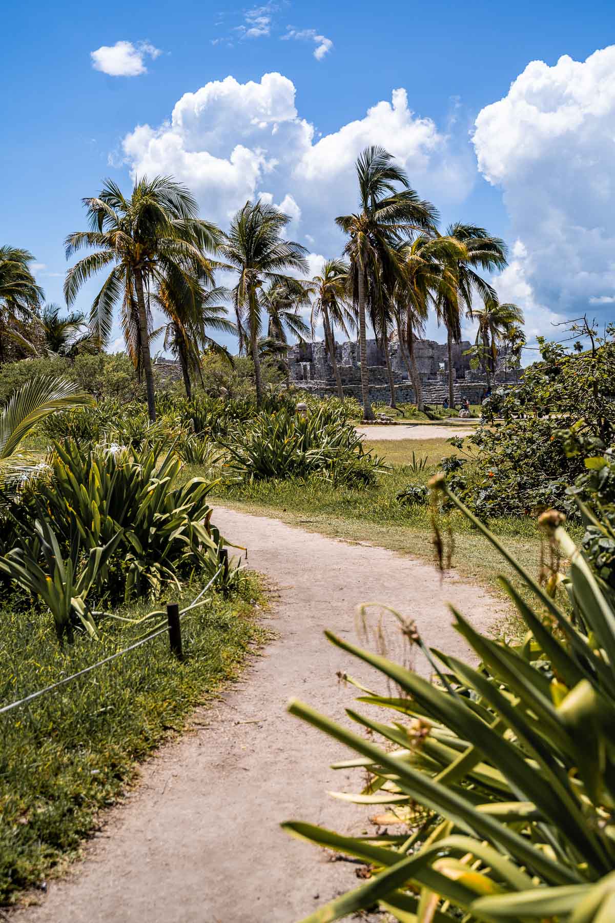 Green palm trees at the Tulum ruins