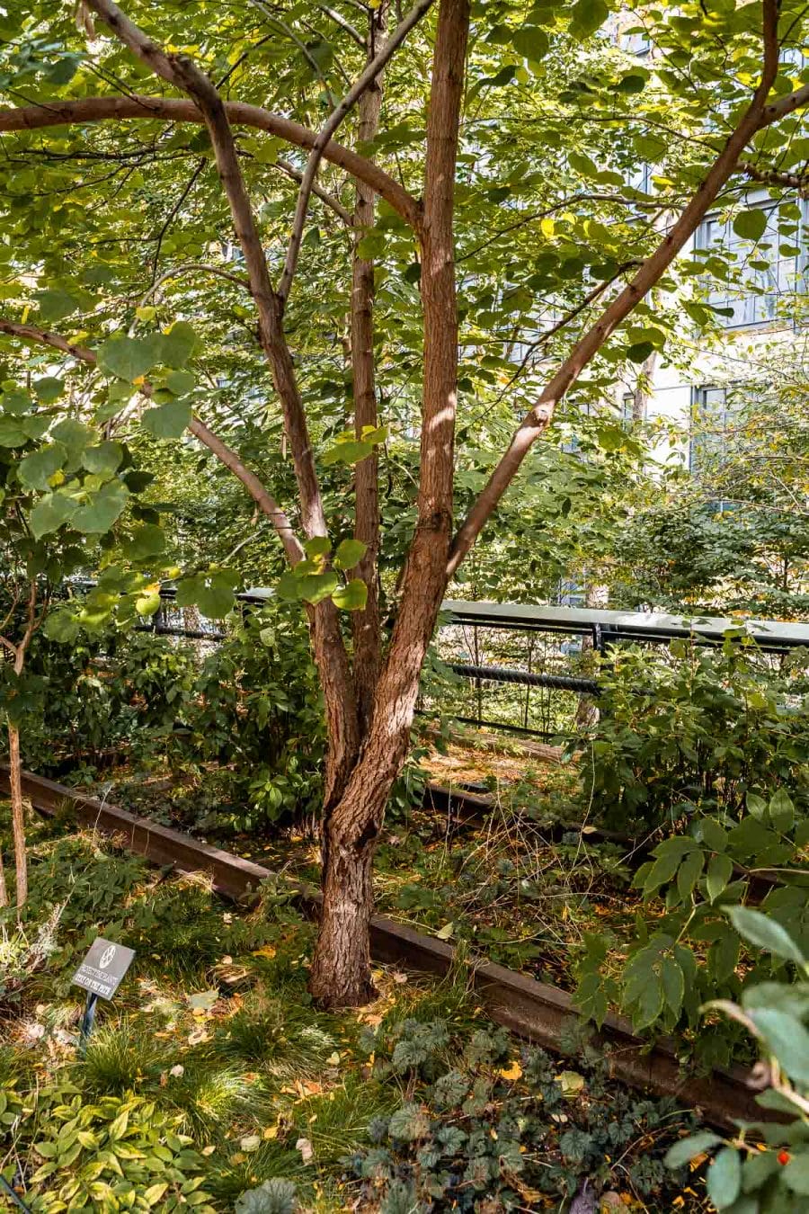 Trees growing among the abandoned railways at the High Line, New York