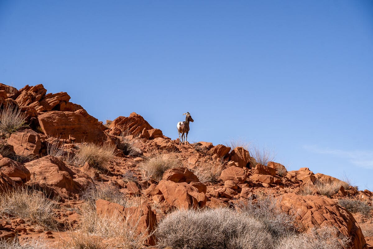 Desert bighorn sheep in Valley of Fire State Park