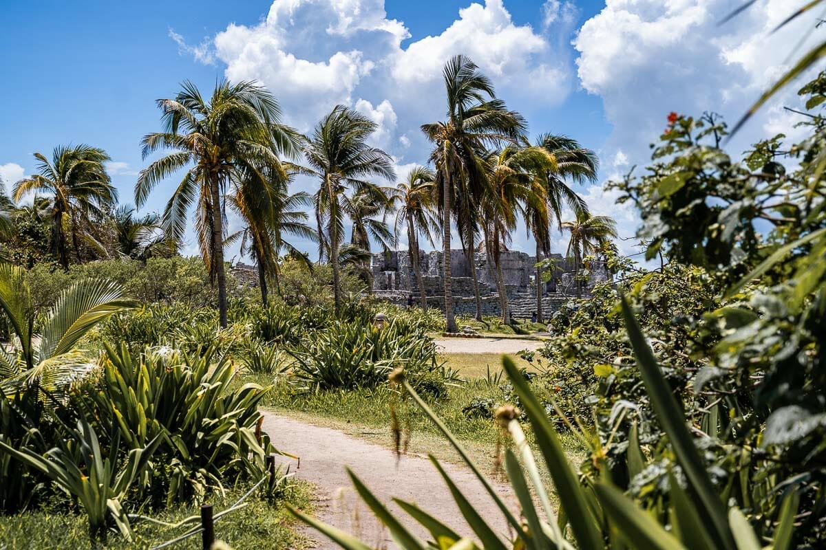 Lush green palm trees at the Tulum ruins