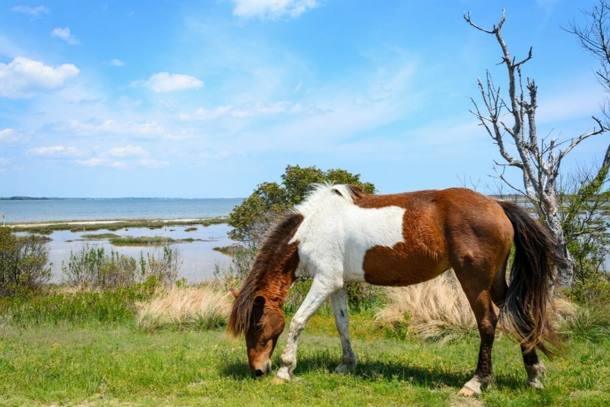 Wild horse at Assateague Island National Seashore