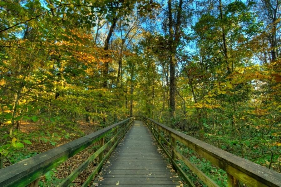 The boardwalk at Congaree National Park, South Carolina