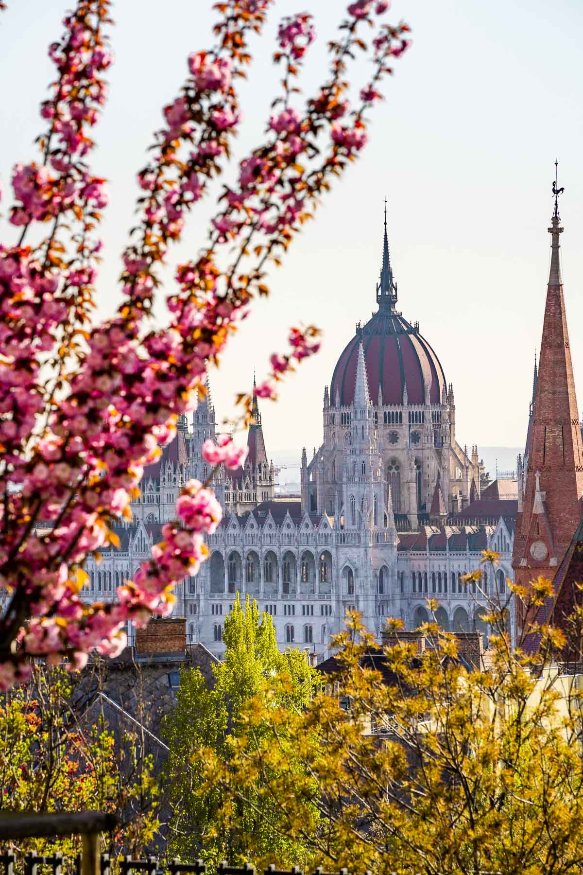Hungarian Parliament at Spring with Cherry Blossoms