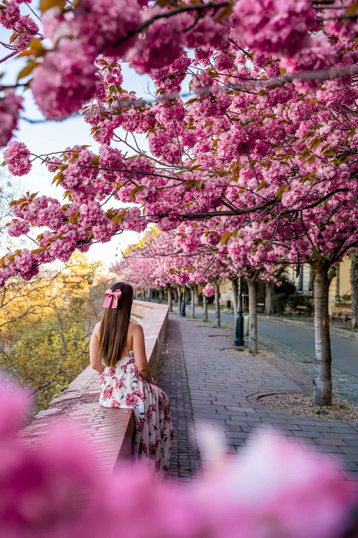 Girl under the cherry blossoms at Toth Arpad Promenade in Budapest in spring