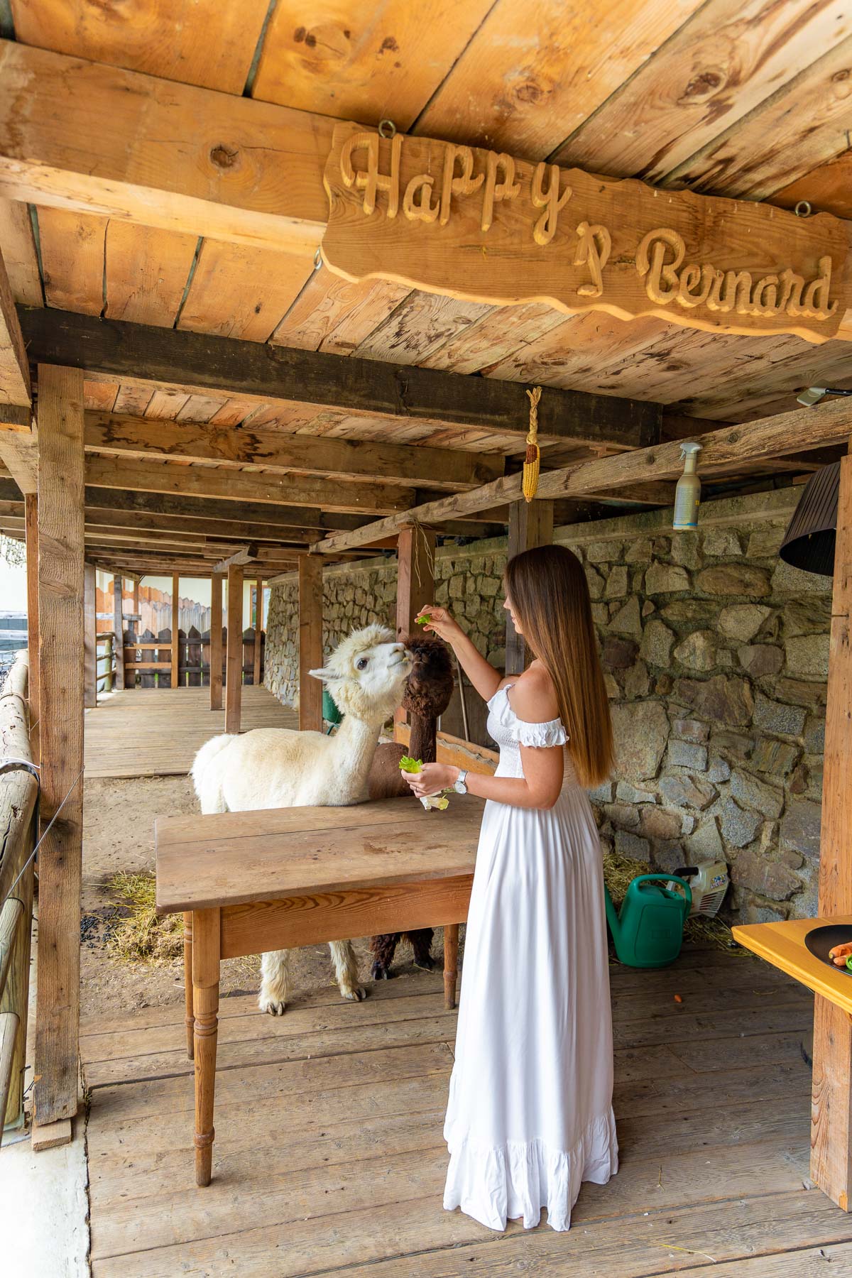 Girl with the Alpacas at Chalet Al Foss